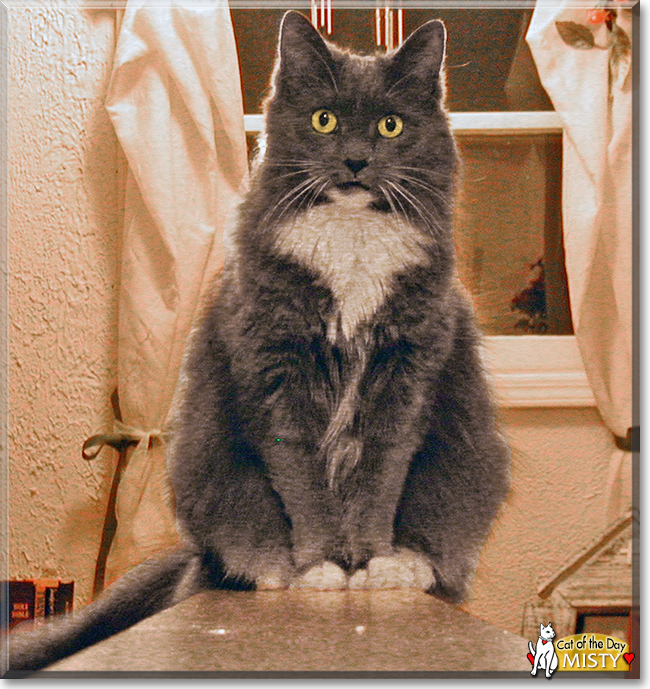 Misty the Domestic Longhair, the Cat of the Day