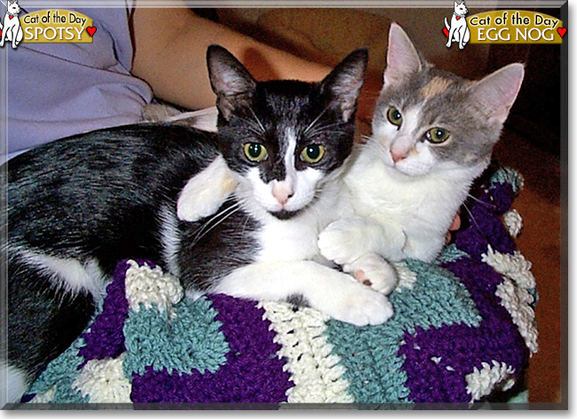 Spotsy and Egg Nog the Domestic Shorthairs, the Cat of the Day