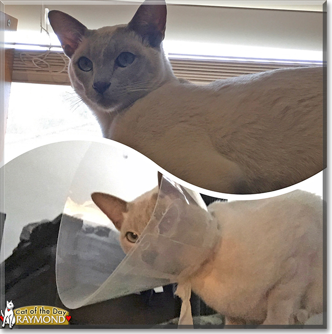 Raymond the Tonkinese, the Cat of the Day