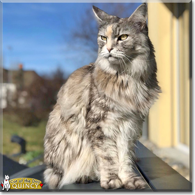 Quincy the Maine Coon Cat, the Cat of the Day