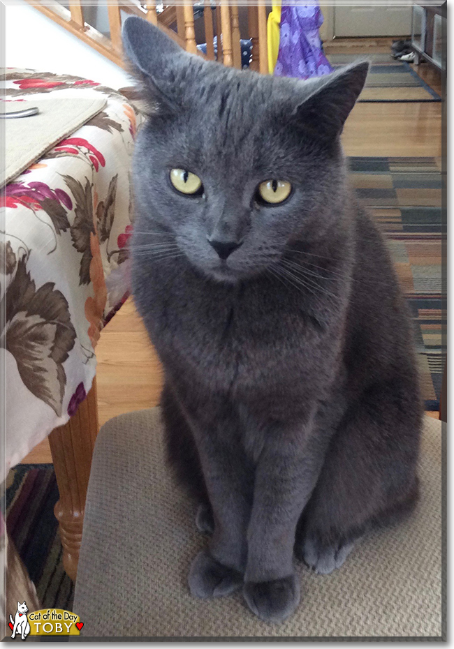 Toby the Russian Blue, the Cat of the Day