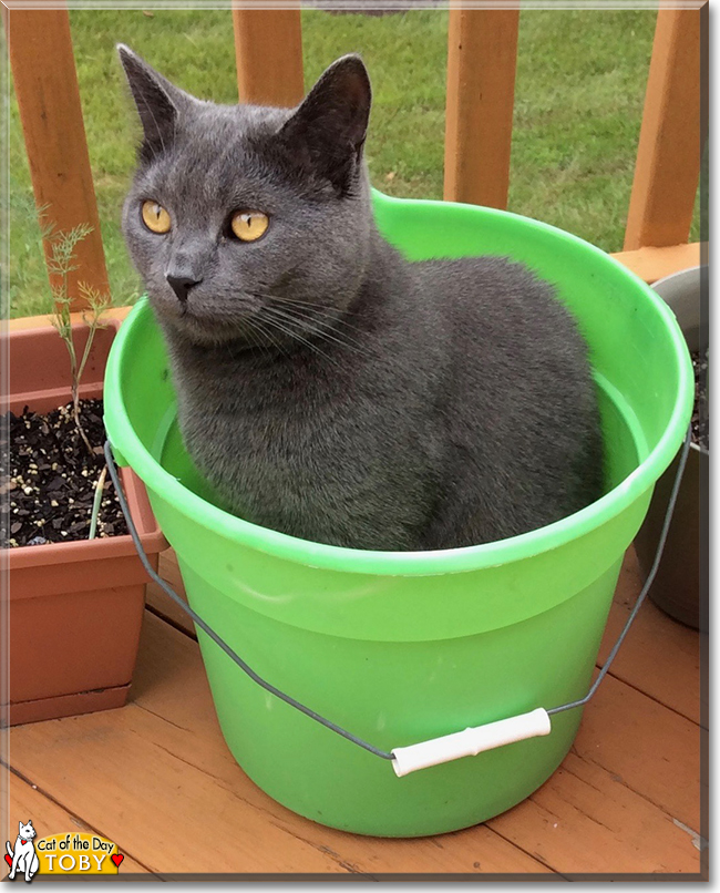 Toby the Russian Blue, the Cat of the Day
