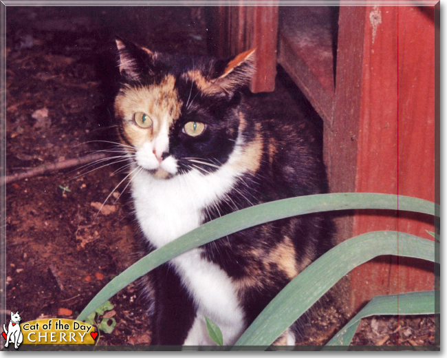 Cherry the Calico, the Cat of the Day