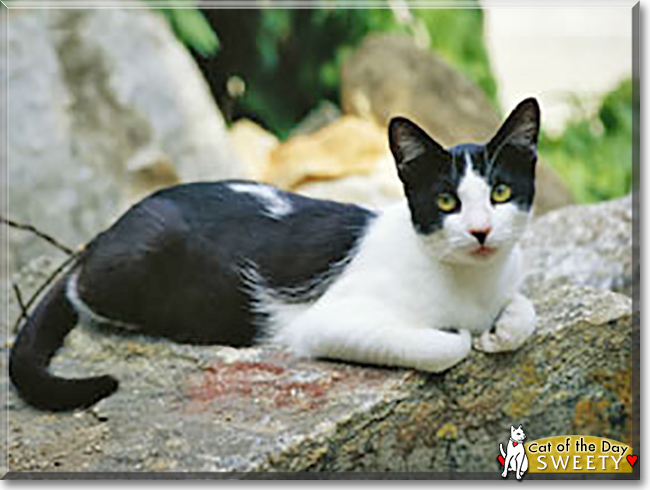 Sweety the Shorthair Cat, the Cat of the Day