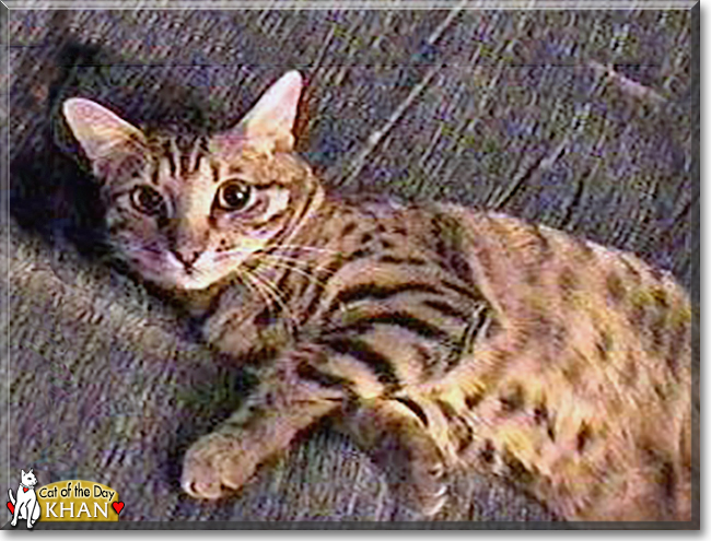 Khan the Bengal, the Cat of the Day