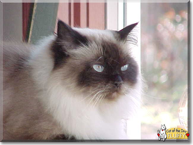Fluffy the Himalayan, the Cat of the Day