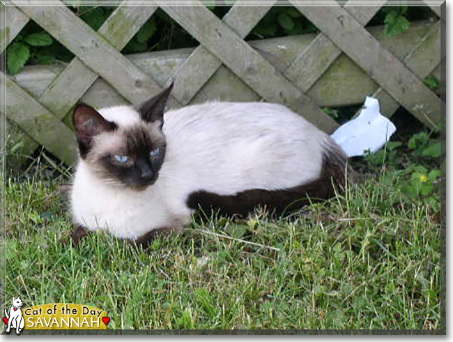 Savannah the Siamese mix, the Cat of the Day