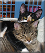 Callie and Frisky the Domestic Shorthairs