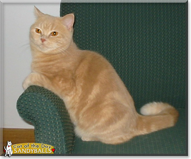 Sandyballs the British Shorthair, the Cat of the Day