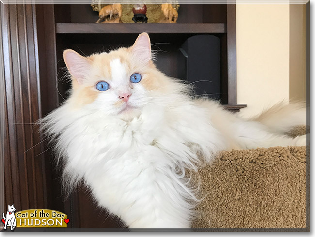 Hudson the Ragdoll, the Cat of the Day