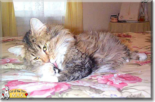 Max the Maine Coon mix, the Cat of the Day