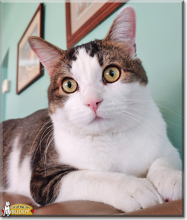 Buddy the Tabby mix, the Cat of the Day