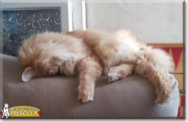 Prescilla the Longhair Cat, the Cat of the Day