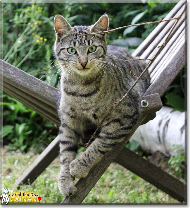 Cainan the European Shorthair, the Cat of the Day
