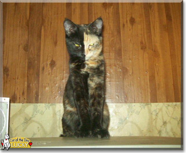 Lucky the Tortoiseshell, the Cat of the Day
