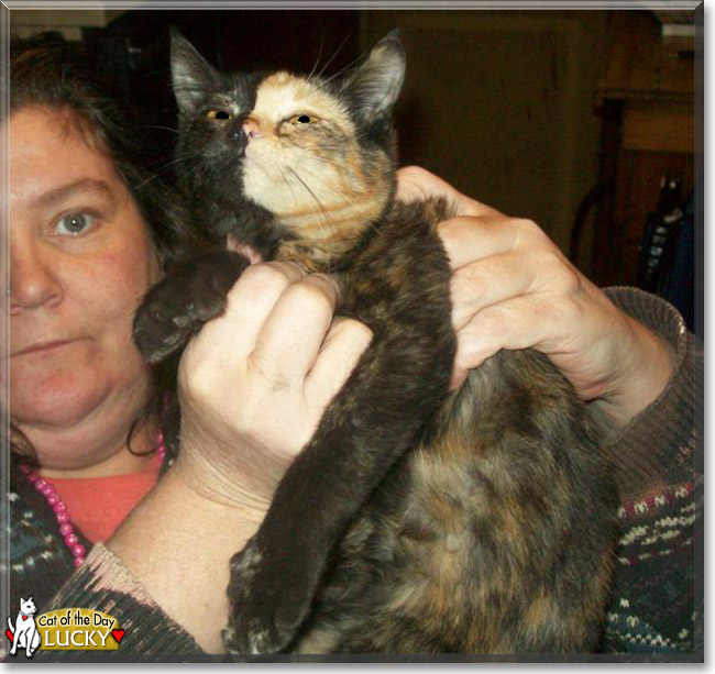 Lucky the Tortoiseshell, the Cat of the Day