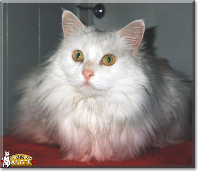 Angel the Turkish Angora, the Cat of the Day