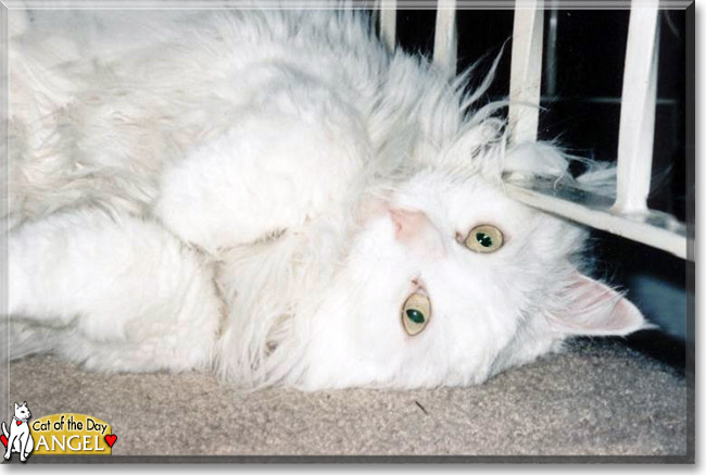 Angel the Turkish Angora, the Cat of the Day