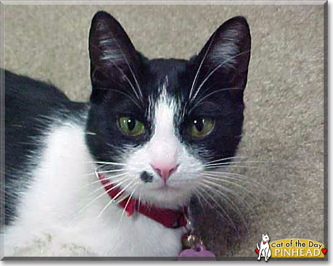 Pinhead the Bicolor Shorthair, the Cat of the Day