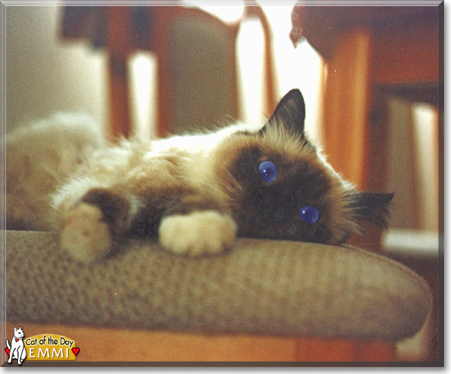 Emmi the Birman, the Cat of the Day