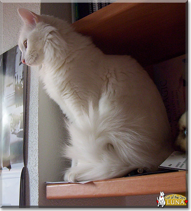 Luna the European Longhair, the Cat of the Day