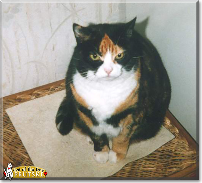 Prutske the Calico, the Cat of the Day