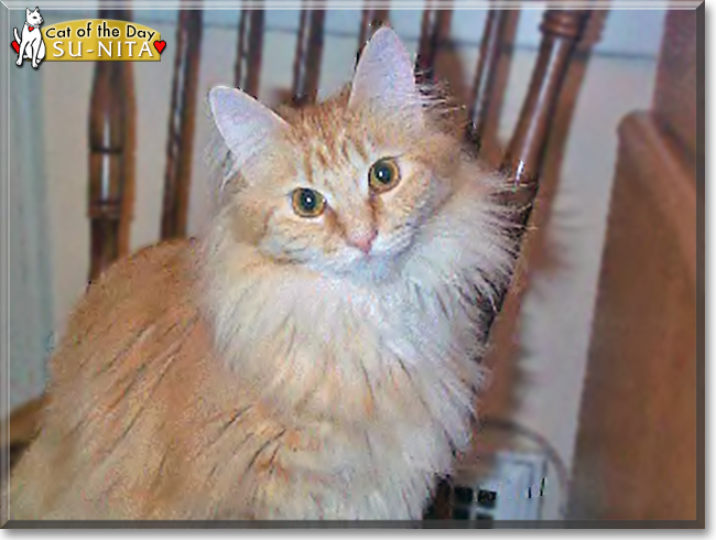 Su-Nita the Maine Coon Cat, the Cat of the Day
