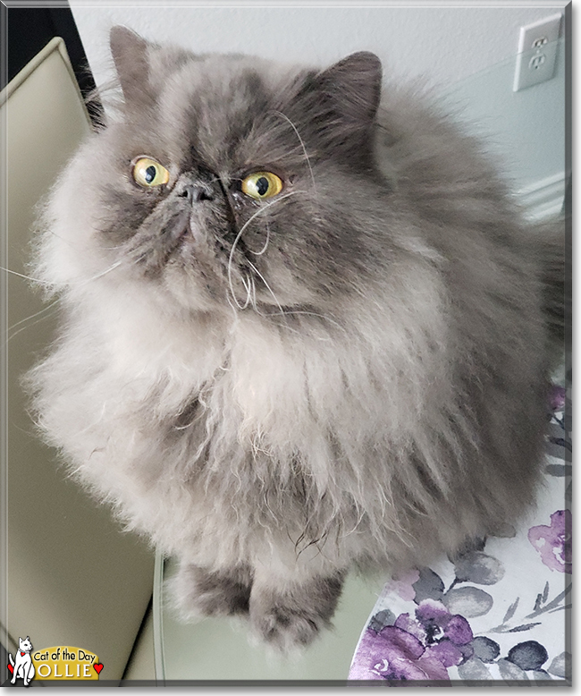 Ollie the Persian, the Cat of the Day