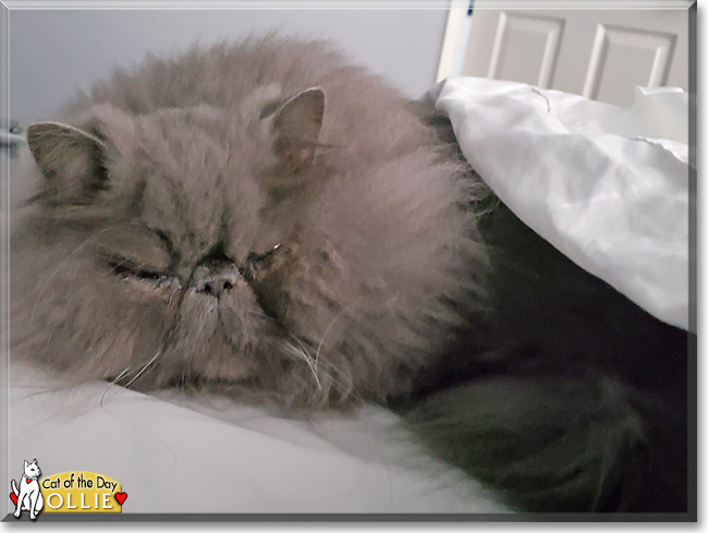 Ollie the Persian, the Cat of the Day