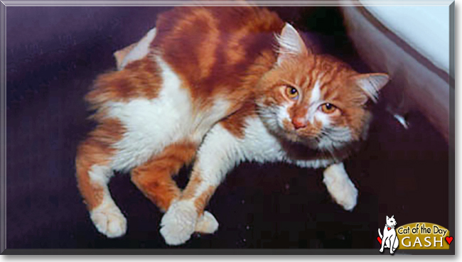 Gash the Longhair Tabby mix, the Cat of the Day