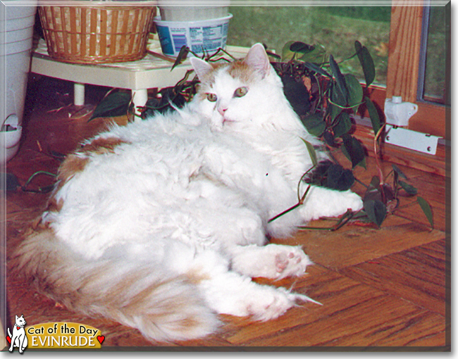 Evinrude the Domestic Longhair, the Cat of the Day