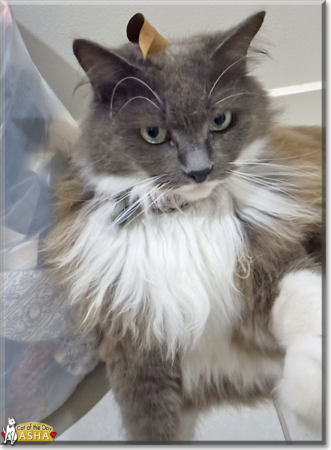 Asha the Longhair Ragdoll mix, the Cat of the Day