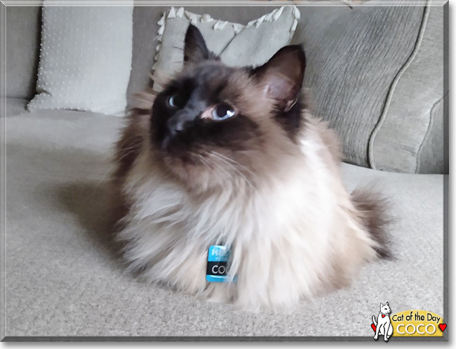 Coco the Ragdoll, the Cat of the Day