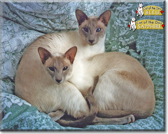 Bleu and Sapphire the Siamese, the Cats of the Day