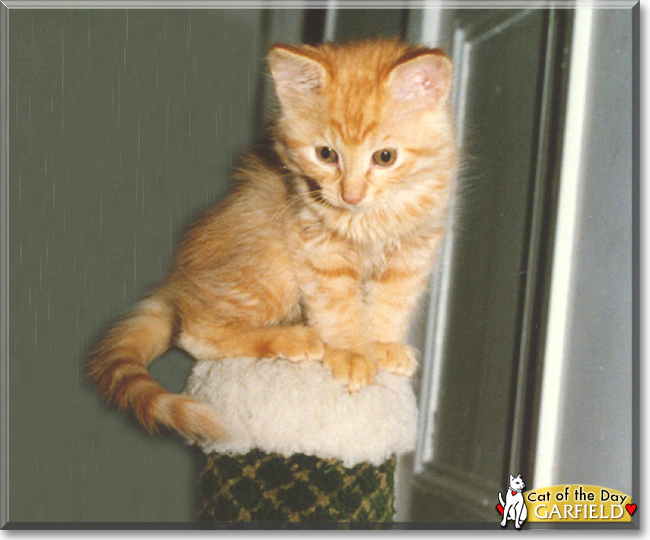Garfield the Tabby mix, the Cats of the Day
