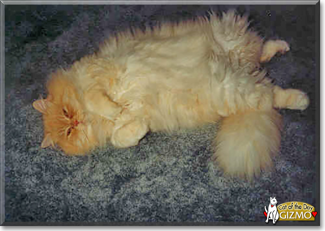Gizmo the Persian, the Cat of the Day