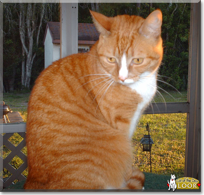 Loor the Orange Tabby, the Cat of the Day