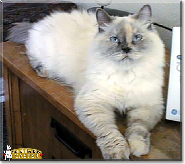 Casper the Himalayan mix, the Cat of the Day