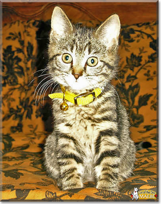 Maebe the Domestic Tabby, the Cat of the Day