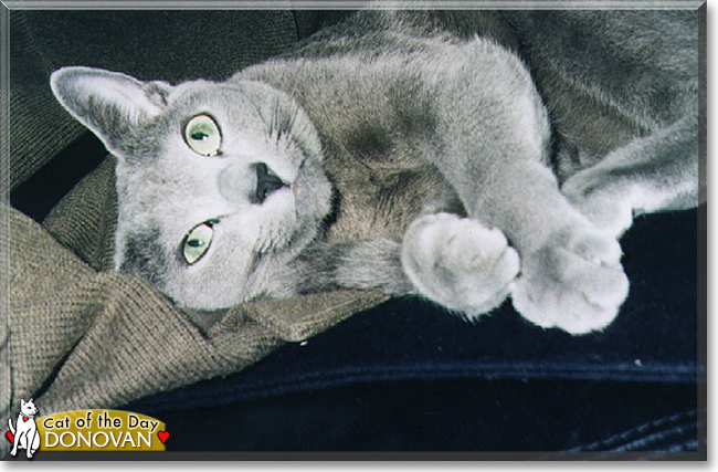 Donovan the Russian Blue, the Cat of the Day