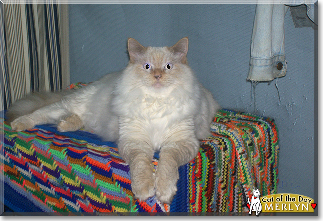 Merlyn the Himalayan, the Cat of the Day