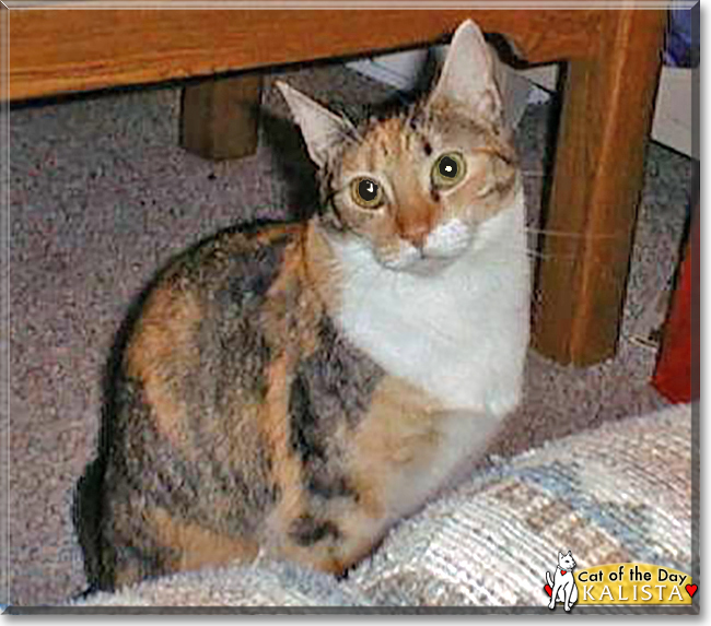 Kalista the Tabby/Calico mix, the Cat of the Day