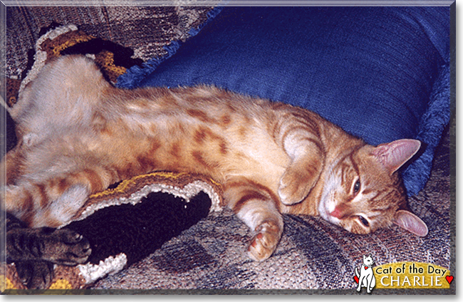 Charlie the Orange Tabby, the Cat of the Day