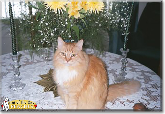 Peaches the Domestic Mediumhair, the Cat of the Day