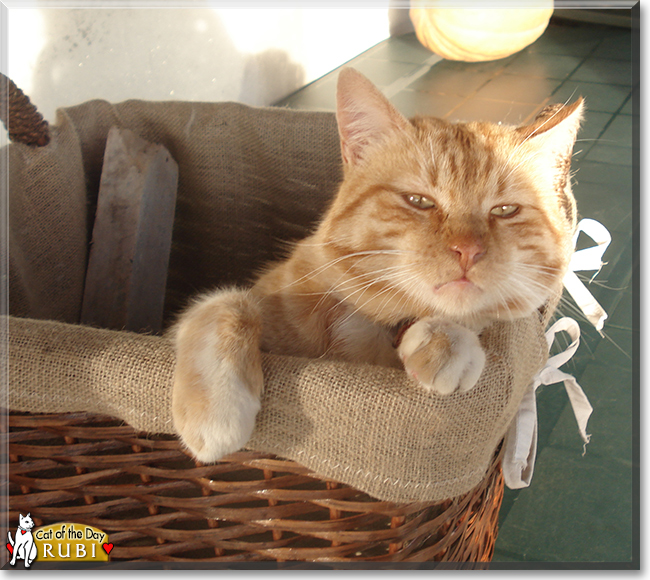 Rubi the Ginger Tabby, the Cat of the Day