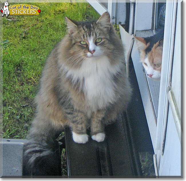 Stickers the Maine Coon, the Cat of the Day