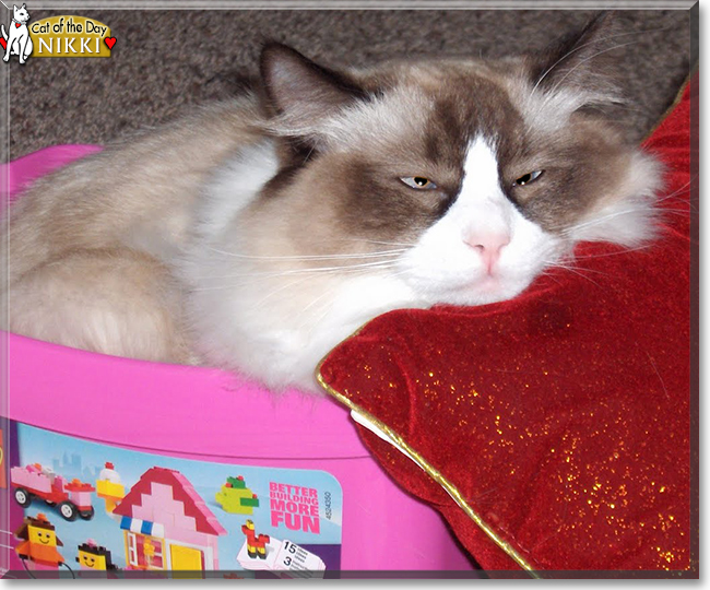 Nikki the Ragdoll, the Cat of the Day