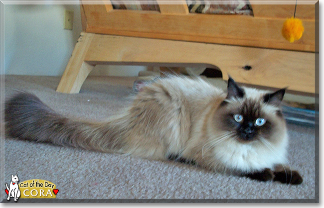 Cora the Himalayan, the Cat of the Day