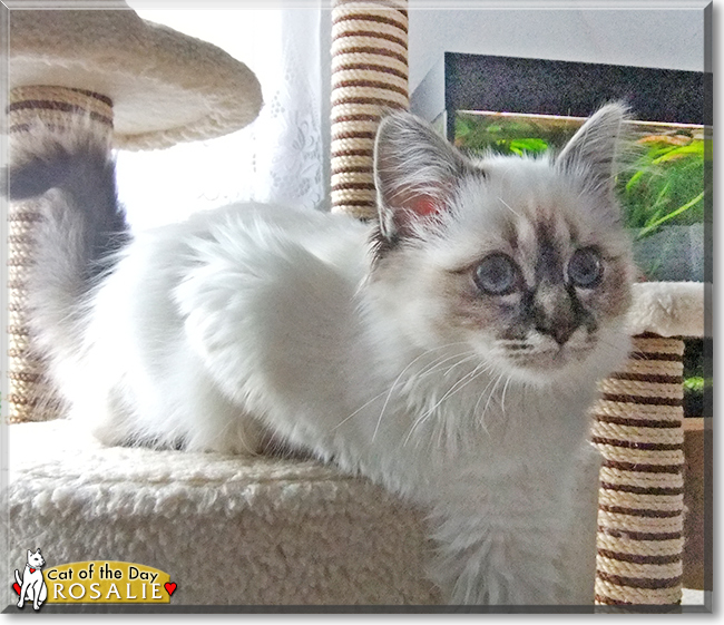 Rosalie the Ragdoll, the Cat of the Day