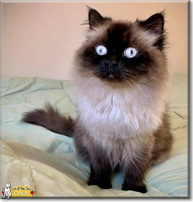 Ona the Ragdoll, Shorthair mix, the Cat of the Day